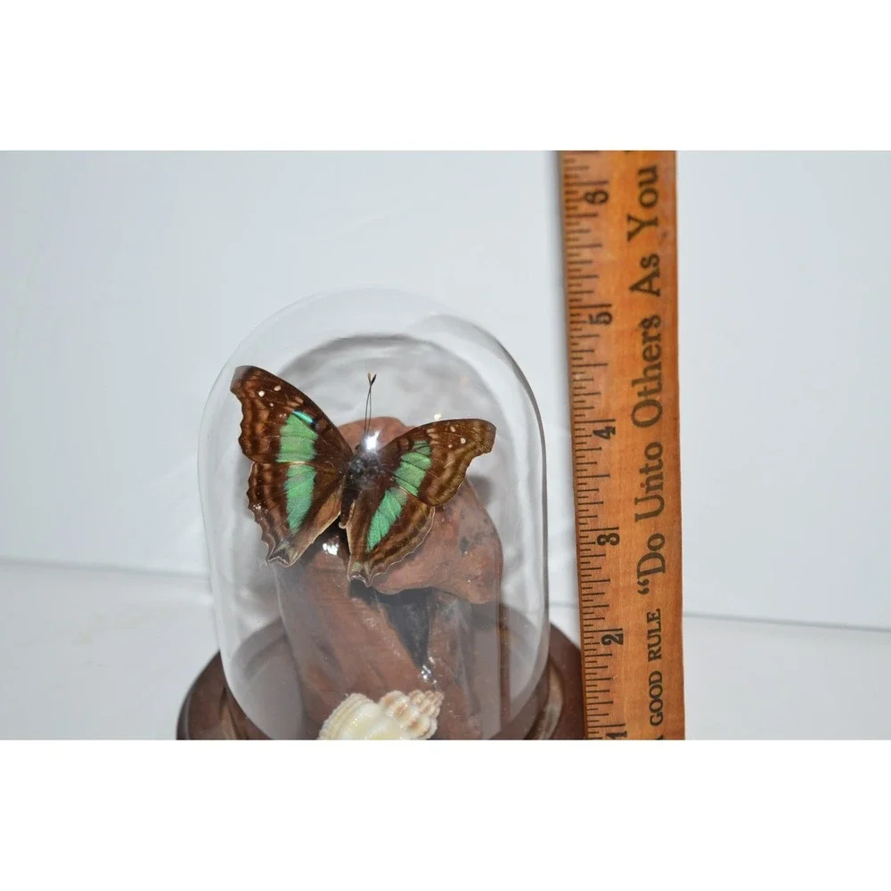 Vtg Turquoise Emperor Butterfly In Dome Habitat Taxidermy iridescent‎ blue aqua